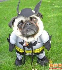 巴哥爆料角色视频大全,角色视频大全精彩瞬间大盘点  第3张